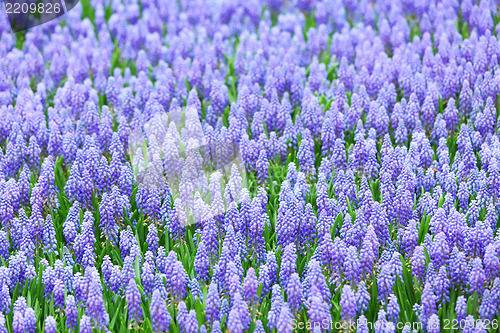Image of flower, muscari botryoides