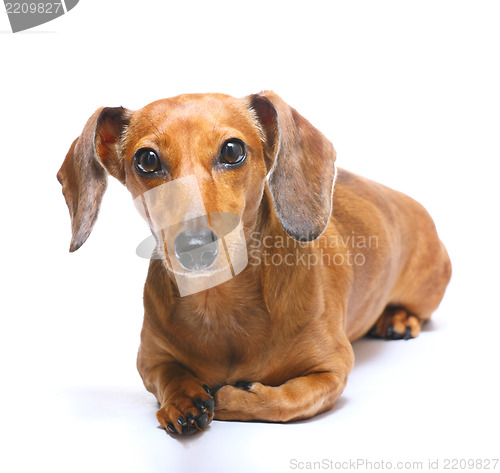 Image of Dachshund Dog