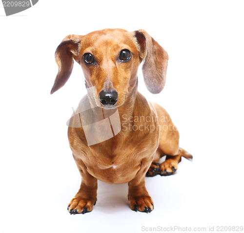 Image of Dachshund Dog