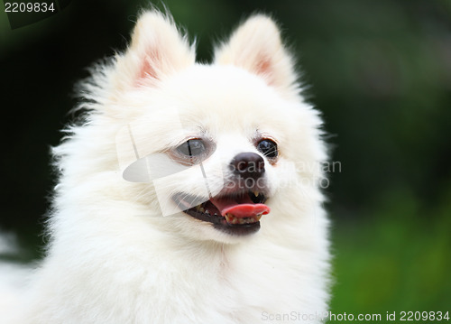 Image of White Pomeranian dog