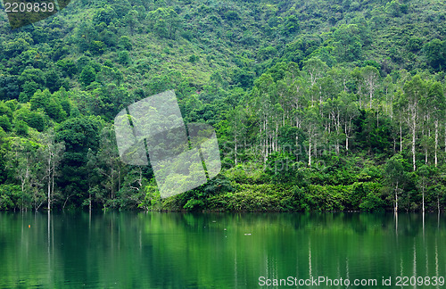 Image of lake in forest