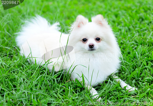 Image of white pomeranian dog