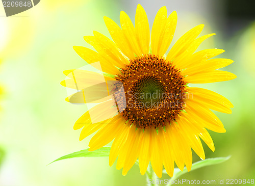 Image of Sunflower