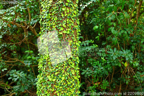 Image of Ivy on tree bark