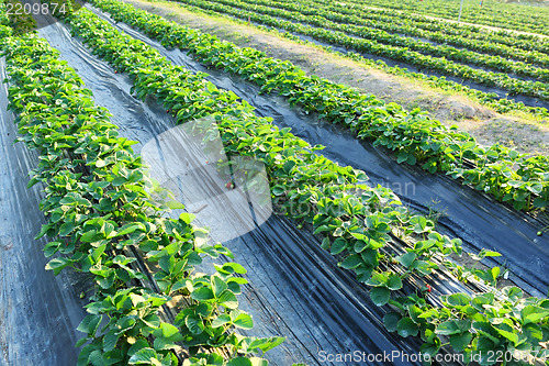 Image of strawberry field