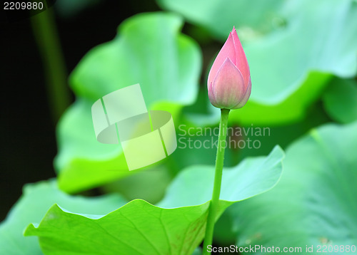 Image of lotus bud