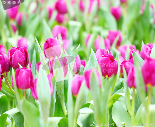 Image of colorful tulips