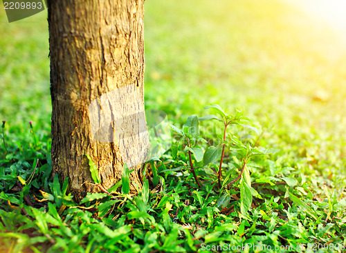 Image of new plant and tree