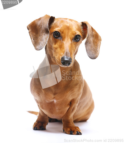 Image of Dachshund Dog