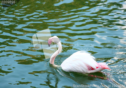 Image of Pink flamingo