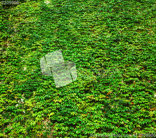 Image of ivy green wall