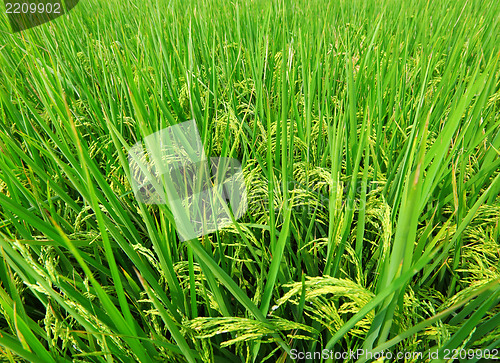 Image of Asia paddy field