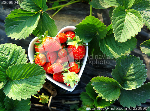 Image of Strawberry in heart shape bowl