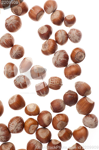 Image of Hazelnuts