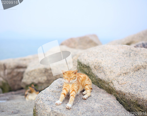 Image of Street cat