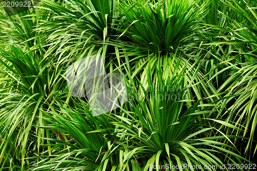 Image of Fresh green leaf