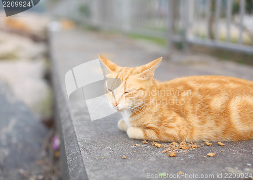 Image of Street cat