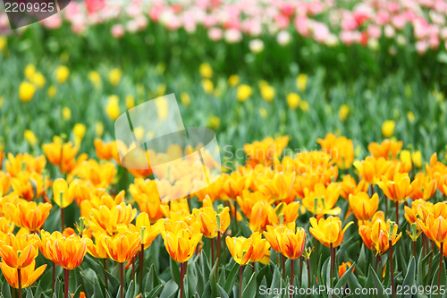 Image of colorful tulips