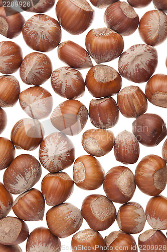 Image of Hazelnuts