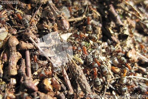 Image of ant colony