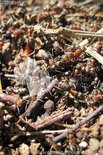 Image of ant colony