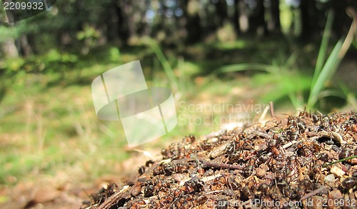 Image of ant colony