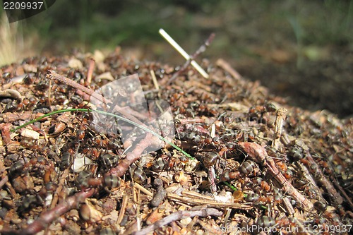 Image of ant colony