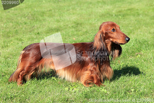 Image of Dachshund Standard Long-haired Red dog 