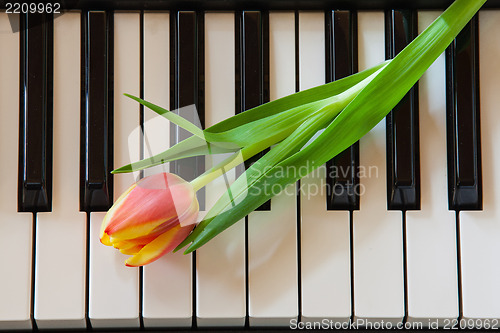 Image of Music and flowers
