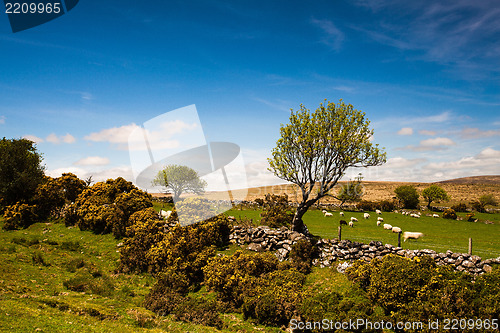 Image of On the pasture in Dartmoor