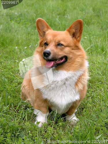 Image of Welsh Corgi Cardigan dog 