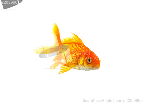 Image of Goldfish