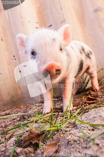 Image of Close-up of a cute muddy piglet running around outdoors on the f