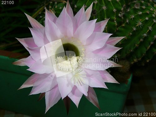 Image of Cactus Flower