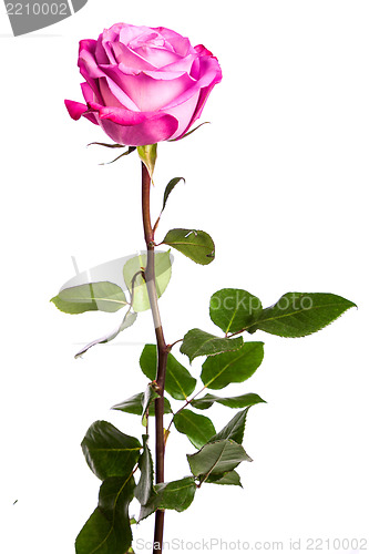 Image of One fresh pink rose over white background