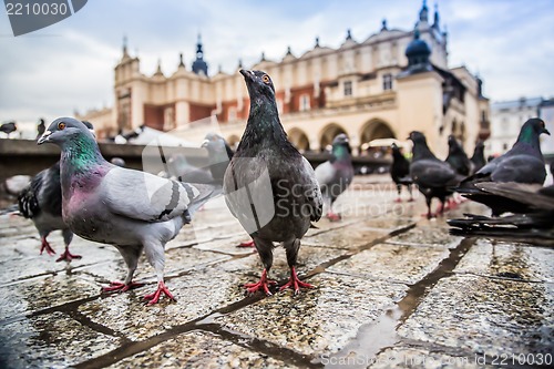 Image of A lot of doves in Krakow old city.