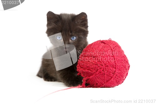 Image of Black kitten playing with a red ball of yarn on white background