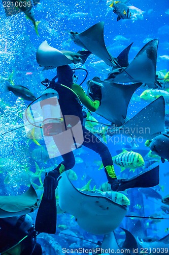 Image of Huge aquarium in Dubai. Diver feeding fishes.