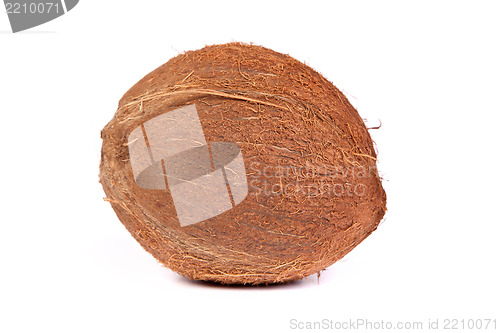 Image of Coconut on a white background