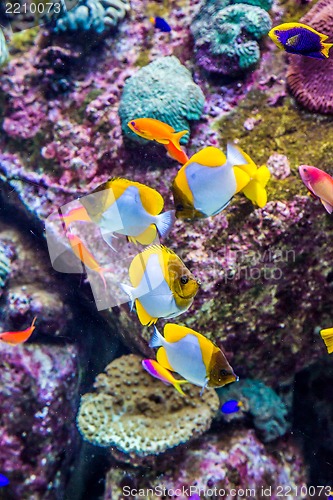 Image of Aquarium tropical fish on a coral reef