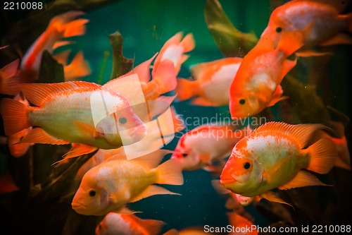 Image of Ttropical freshwater aquarium with fishes