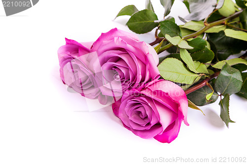 Image of Three fresh pink roses over white background