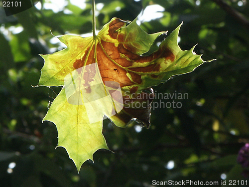 Image of Late Summer