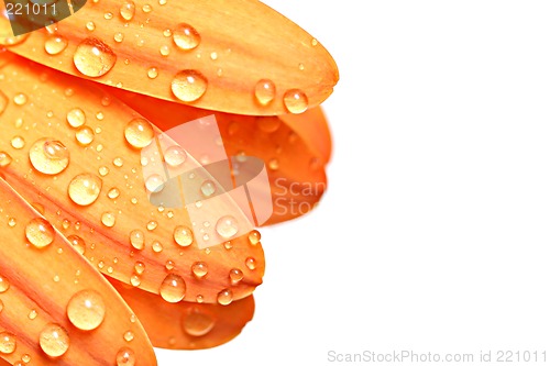 Image of drops on petal