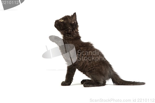 Image of Cute black kitten on  a white background