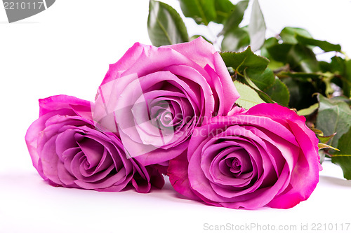 Image of Three fresh pink roses over white background