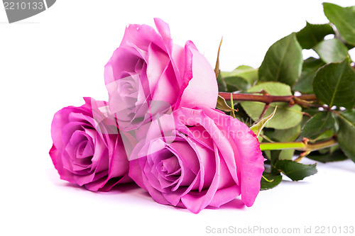 Image of Three fresh pink roses over white background