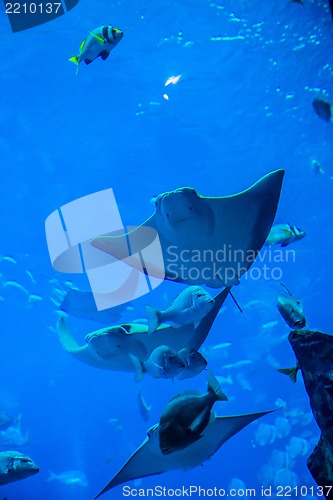 Image of Stingray fish. Aquarium tropical fish on a coral reef