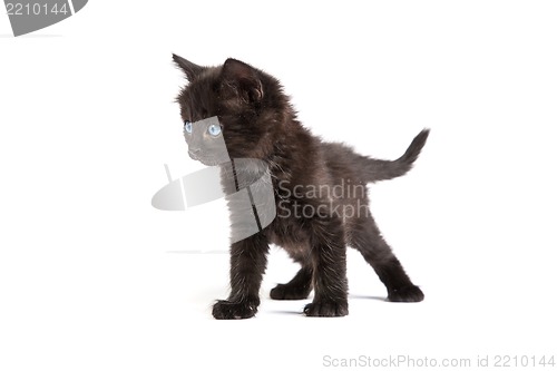 Image of Cute black kitten on  a white background