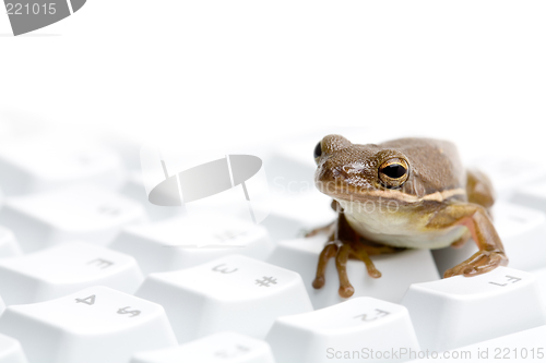 Image of frog on keyboard